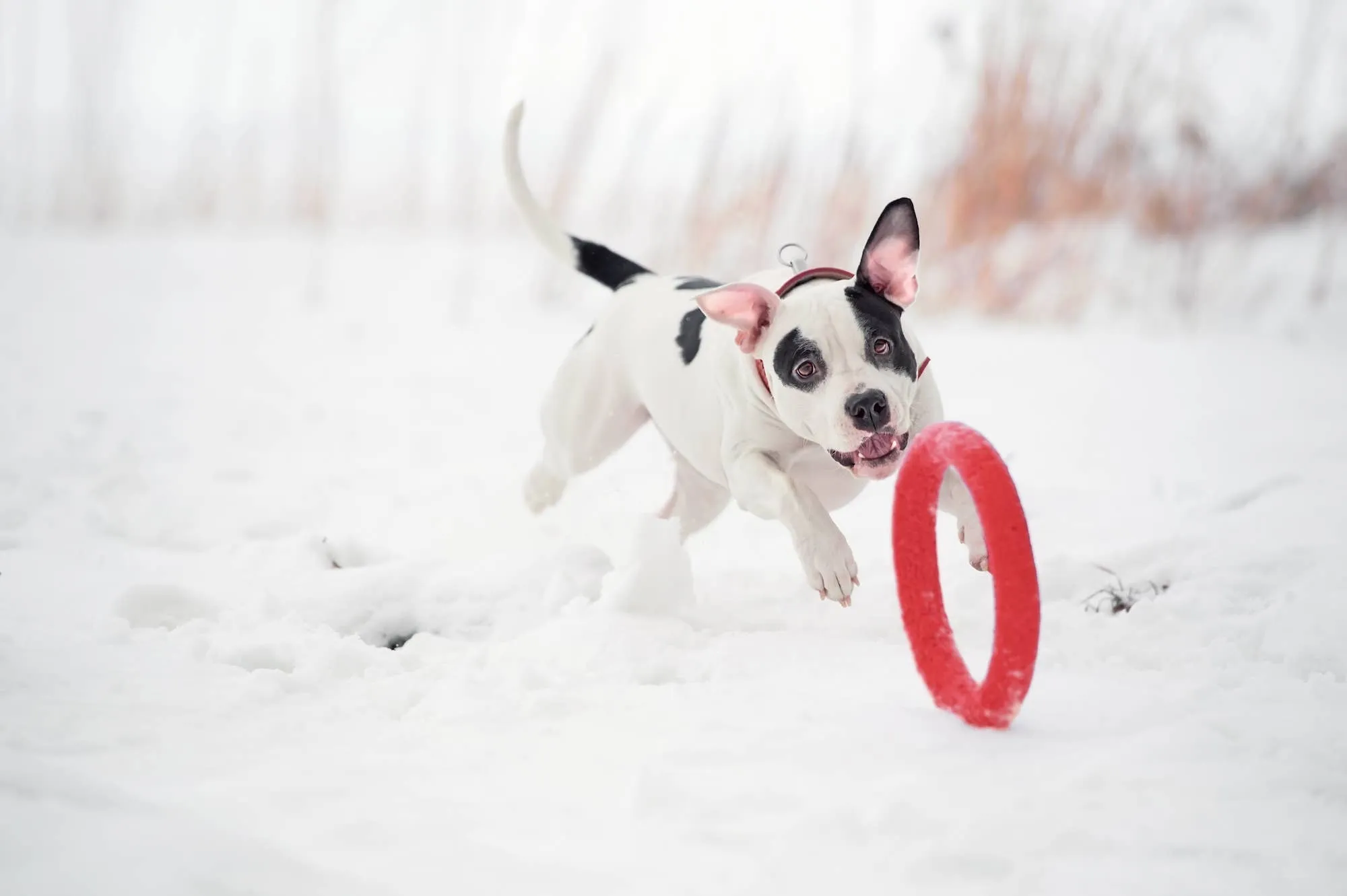 Dog Ring Toy
